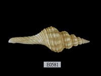 藏品(旋螺)的圖片